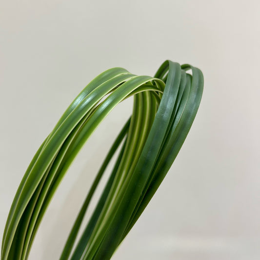 Pu Cao Mat Grass Long Striped Leaves