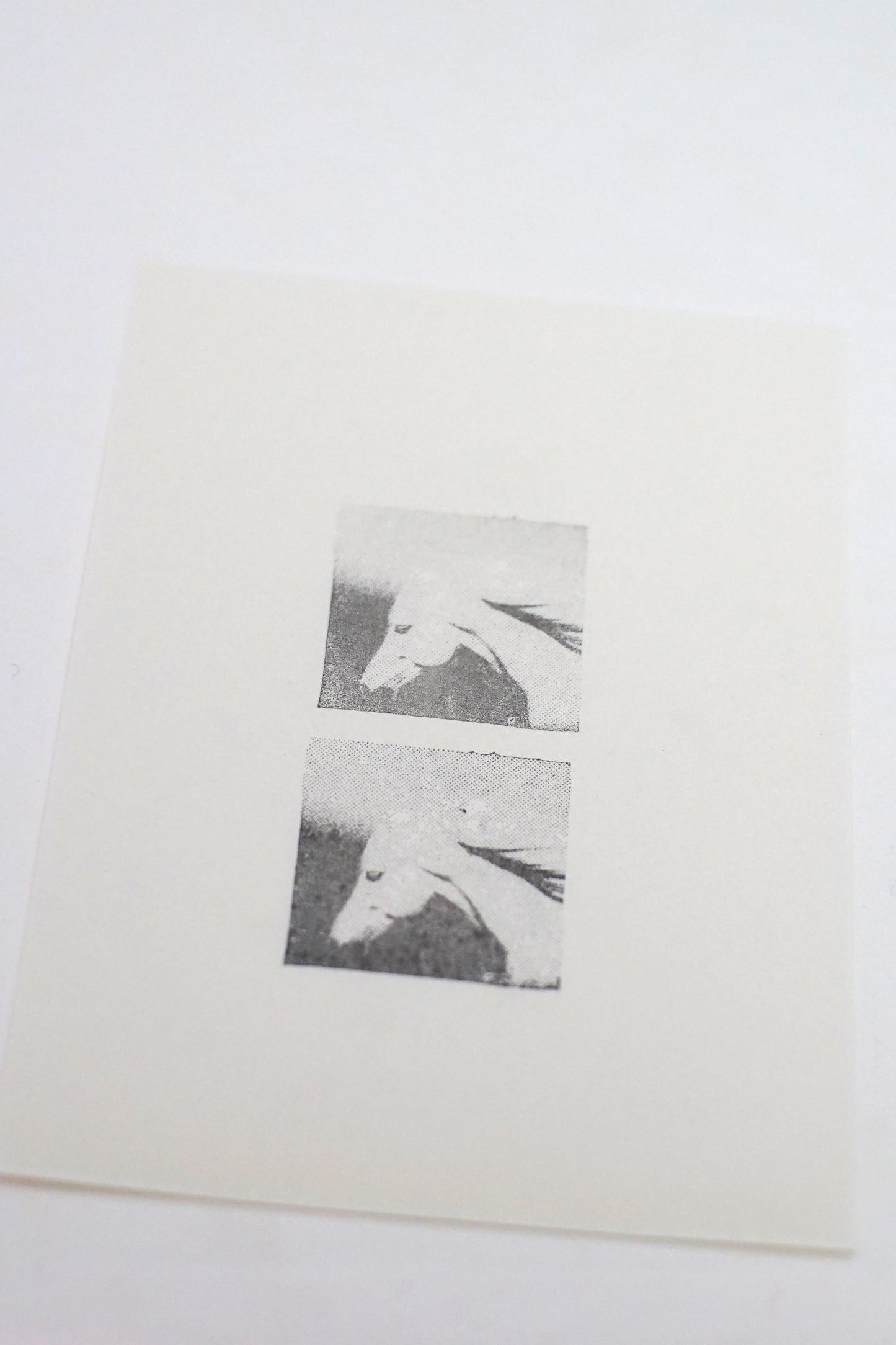 Halftone Horse Head Photo Stamp
