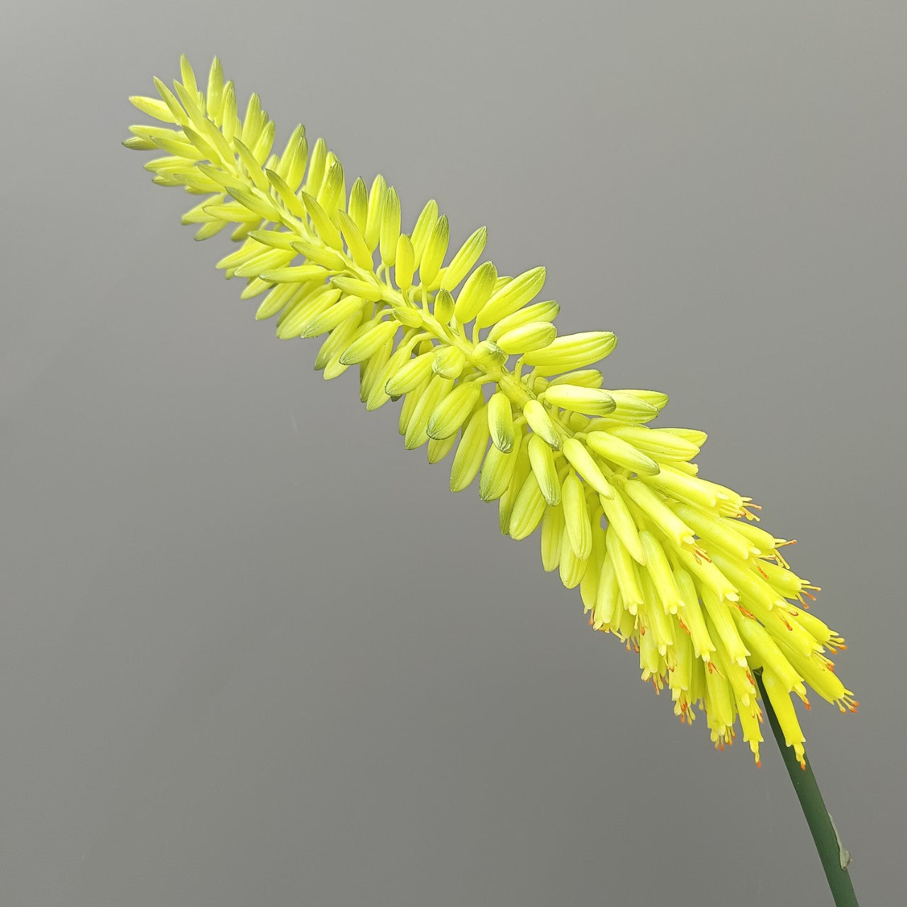 3p print simulation of soft rubber plant aloe vera flowers