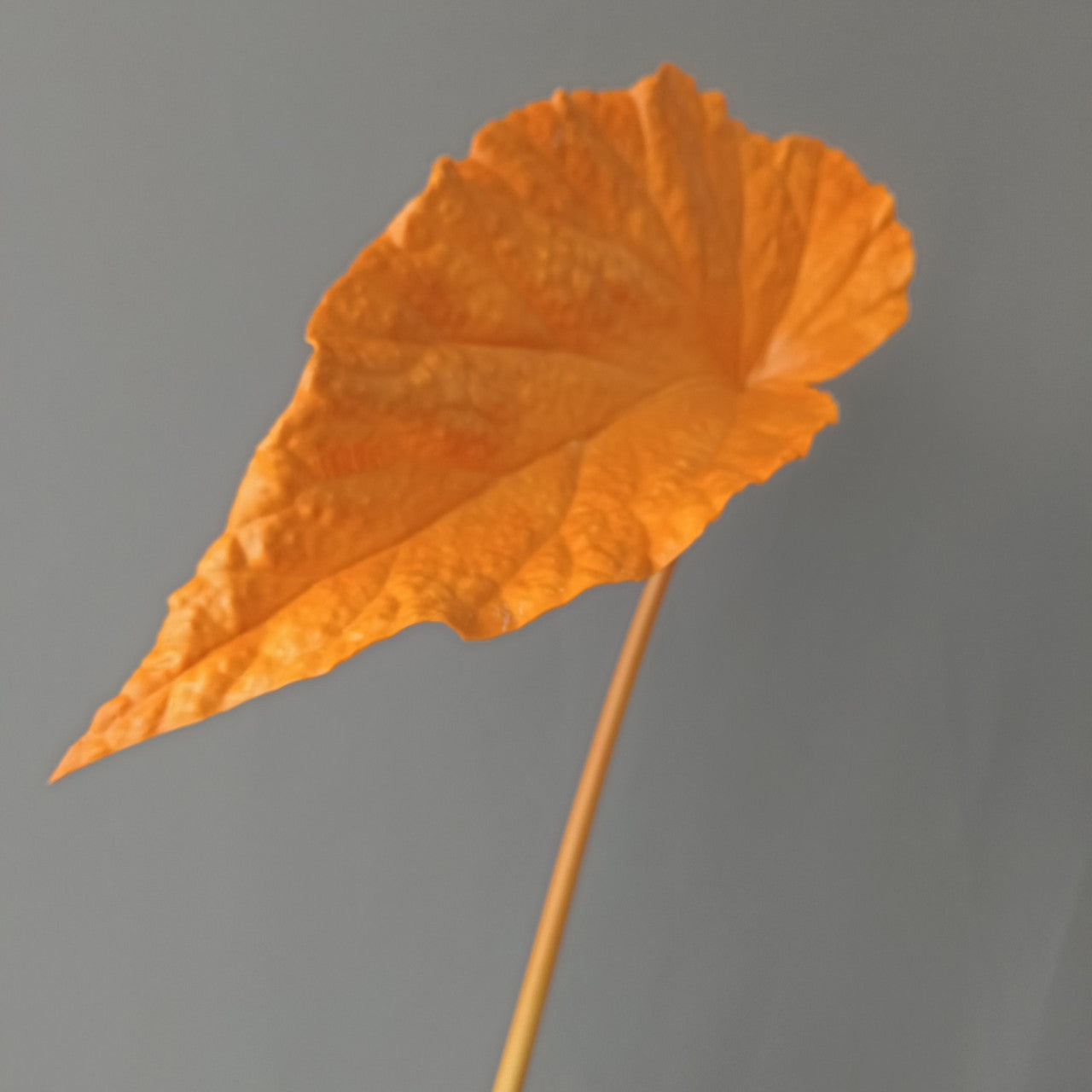 3D Print PU Autumn Begonia Leaves