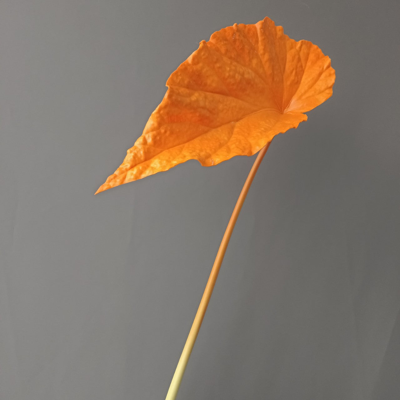 3D Print PU Autumn Begonia Leaves