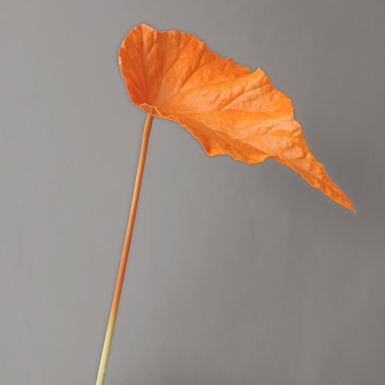 3D Print PU Autumn Begonia Leaves