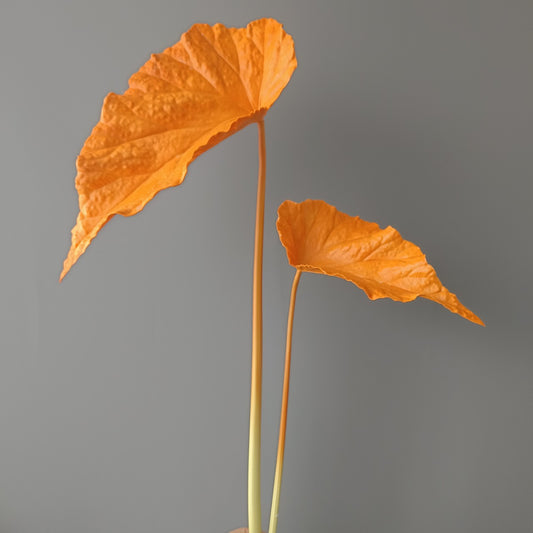 3D Print PU Autumn Begonia Leaves