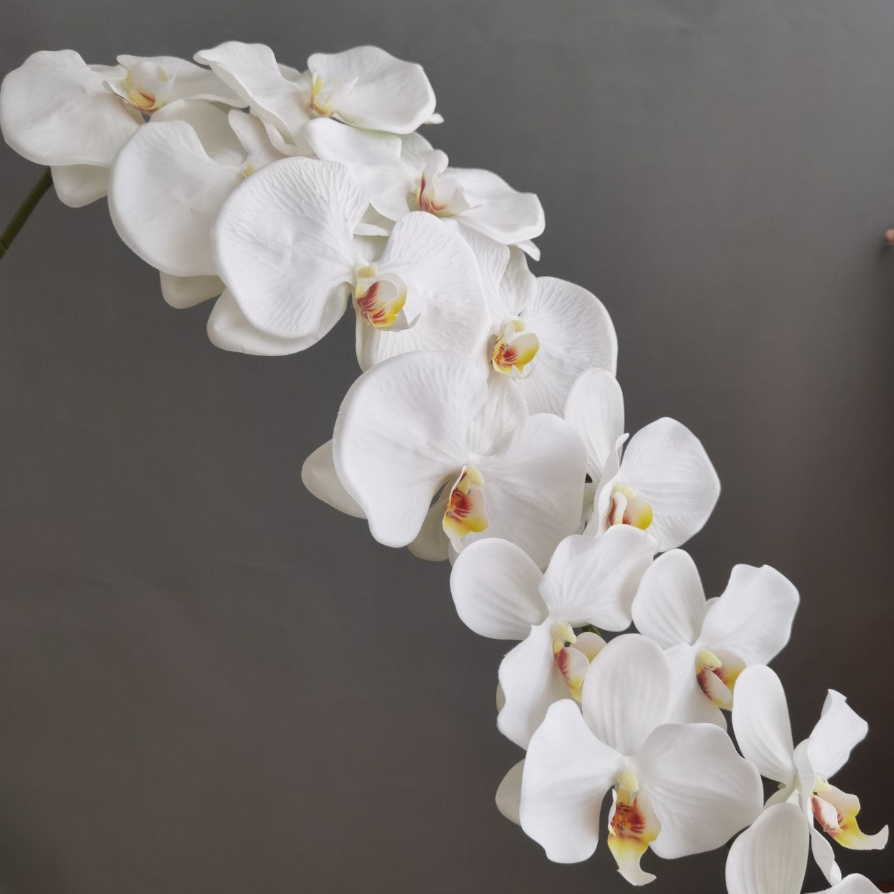 3D print simulates the feel of 13 large phalaenopsis