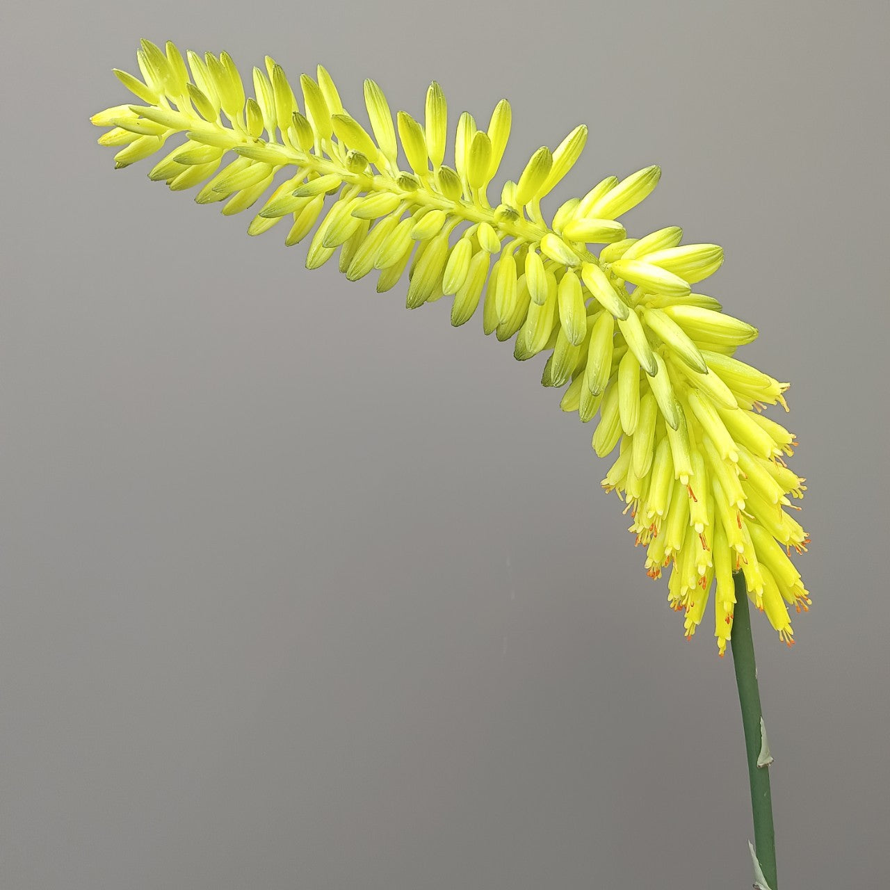 3p print simulation of soft rubber plant aloe vera flowers