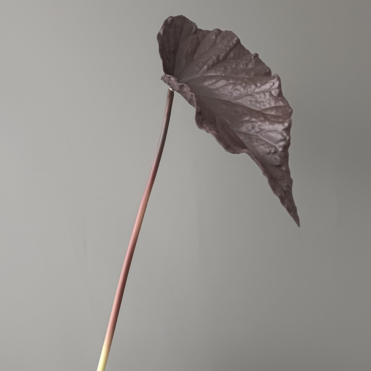 3D Print PU Autumn Begonia Leaves